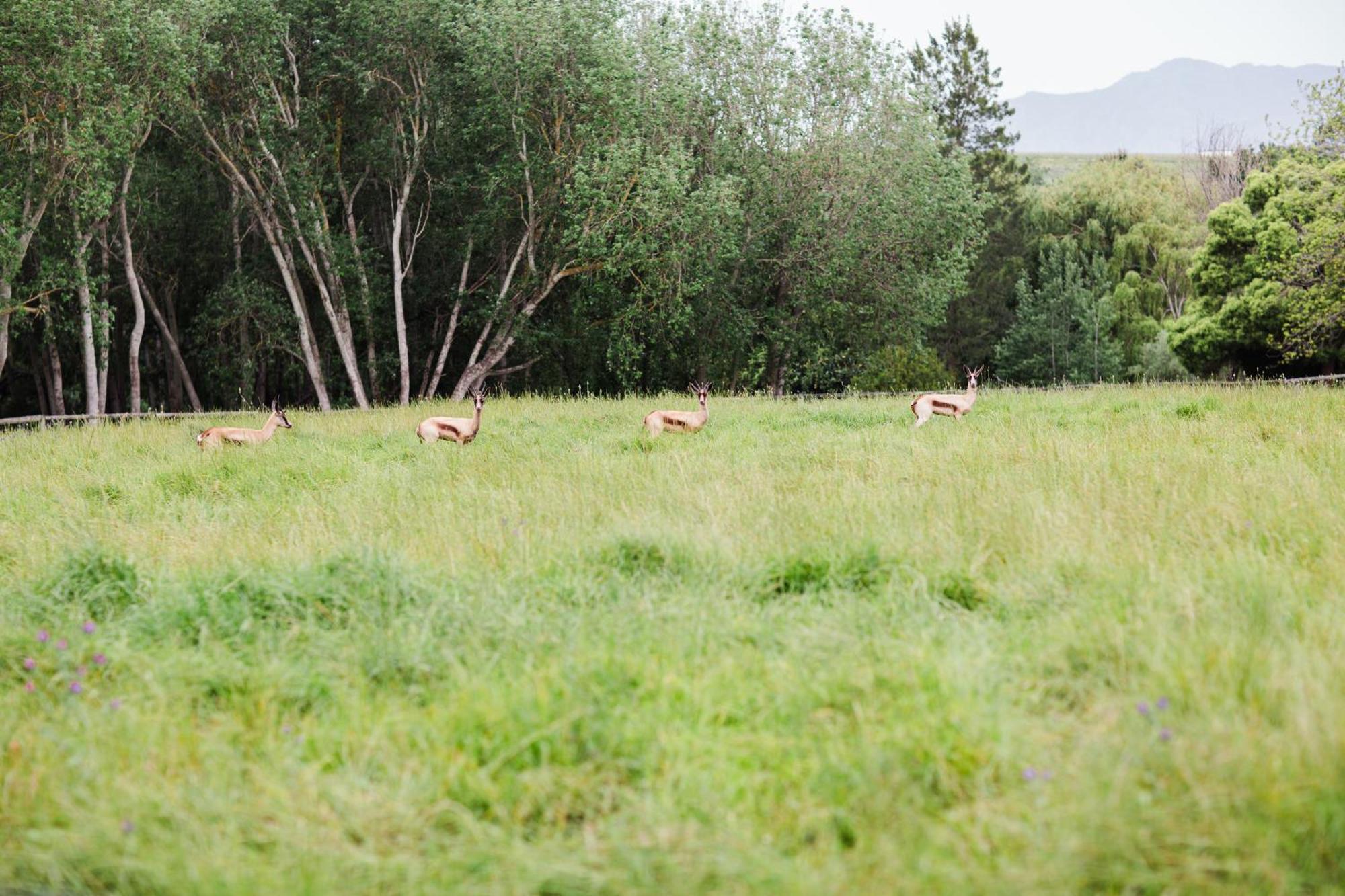 Marshden Estate Bed and Breakfast Stellenbosch Eksteriør billede